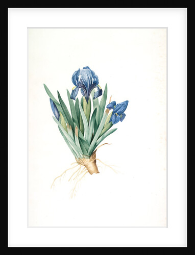 Iris pumila floribus cæruleis, Iris naine à fleurs bleus by Pierre Joseph Redouté