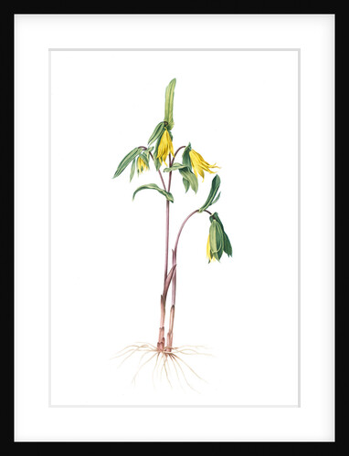Uvularia perfoliata, Uvulaire perfolièe, Bellwort; Wild Oats; Merry-bells by Pierre Joseph Redouté