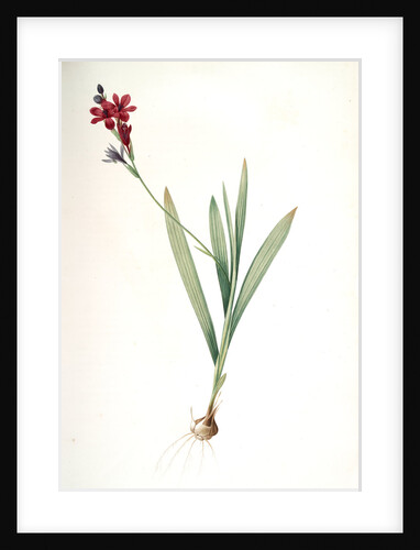 Gladiolus mucronatus, Babiana stricta; Glaïeul à petites pointes by Pierre Joseph Redouté