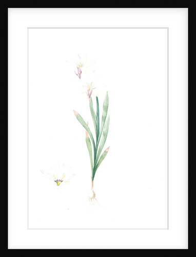 Ixia Liliago, Sparaxis grandiflora var. Liliago; Ixia fleur de lis; Wand-flower by Pierre Joseph Redouté