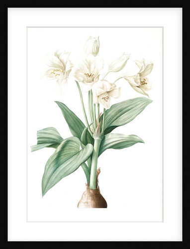 Crinum giganteum, Crinum gèant; Giant Spider Lily by Pierre Joseph Redouté