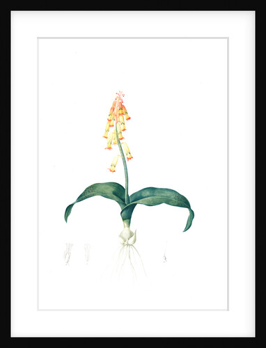 Lachenalia tricolor, Lachenale tricolor; Cape Cowslip by Pierre Joseph Redouté