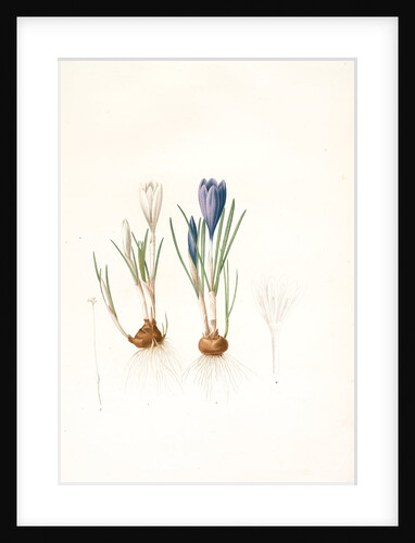 Crocus vernus, Safran priiiintanier; Spring crocus by Pierre Joseph Redouté
