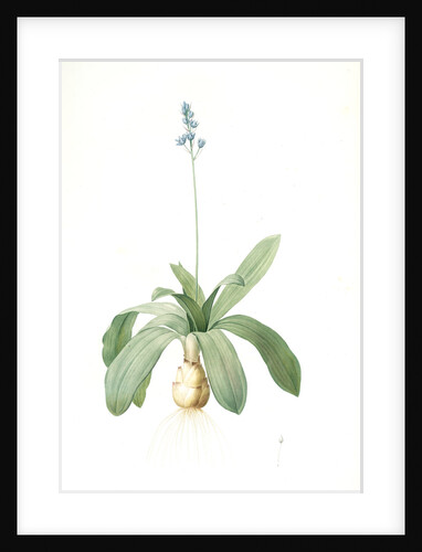 Scilla Lilio-hyacinthus, Scilla fausse-jacinthe, Read hyacinth by Pierre Joseph Redouté