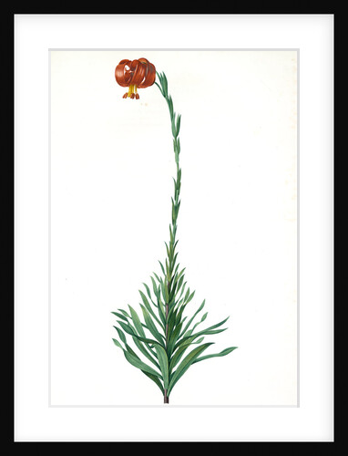 Lilium chalcedoncum, Lis de Chalcédoine; Chalcedonia Lily, Scarlet Turk's-cap Lily; Red Martagon of Constantinople by Pierre Joseph Redouté