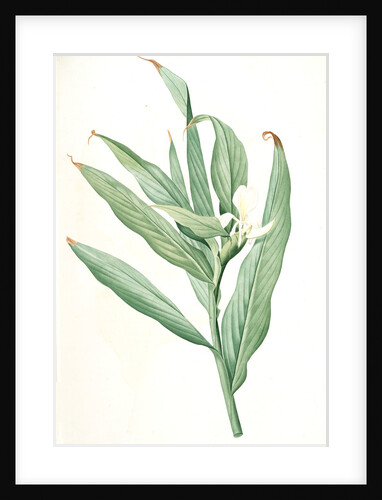 Hedychium coronarium, Hedychium à couronnes; Butterfly Lily or Garland Flower, Ginger Lily by Pierre Joseph Redouté