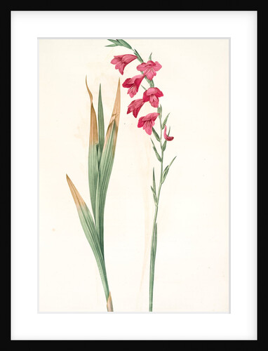 Gladiolus communis, Glaïeul commun, Corn flag by Pierre Joseph Redouté