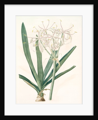 Crinum americanum by Pierre Joseph Redouté
