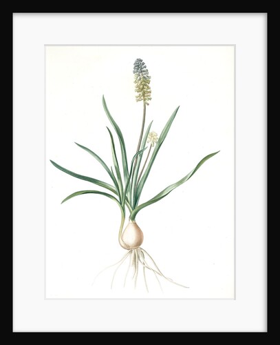 Muscari ambrosiacum, Muscari moschatum; Muscari odorant; Musk or Nutmeg Hyacinth; Grape Hyacinth by Pierre Joseph Redouté