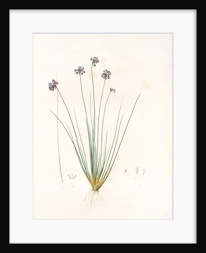 Sowerbaea juncea, Sowerbée jonciforme, Vanilla Lily by Pierre Joseph Redouté