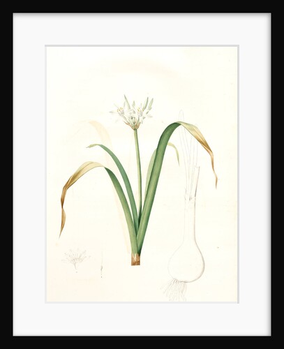 Pancratium parviflorum, Pancrace á petites fleurs, Small-flowered pancratium by Pierre Joseph Redouté