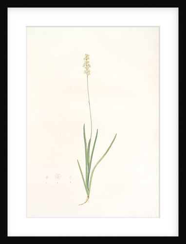 Tofieldia pubescens, Tofieldia pubens; Tofieldie pubescente, Short-haired Tofieldia by Pierre Joseph Redouté