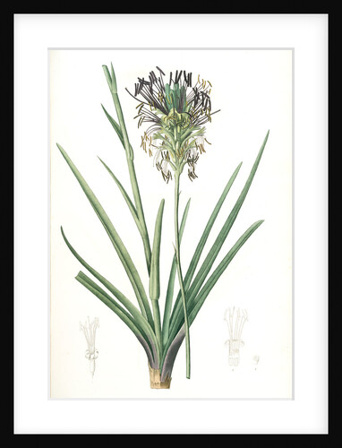 Agave spicata, Agave en épi by Pierre Joseph Redouté