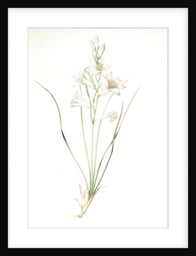 Phalangium liliastrum, Paradisea Liliastrum; Phalangére lis Saint-Bruno; St. Bruno's Lily by Pierre Joseph Redouté
