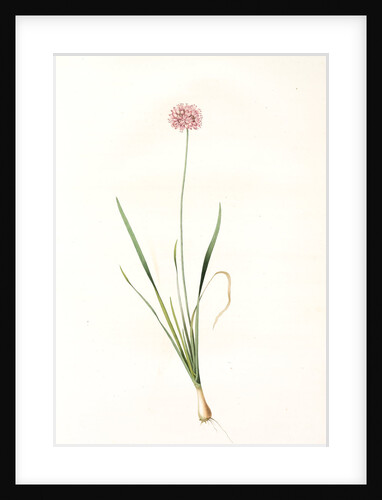 Allium angulosum, Ail anguleux, Mouse garlic by Pierre Joseph Redouté