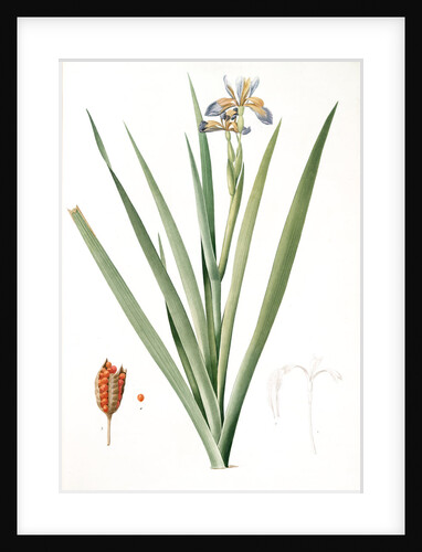 Iris foetidissima, Iris fétide; Gladwyn or Sinking Iris, Roast Beef Plant; Spurge Plant by Pierre Joseph Redouté