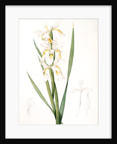 Iris ochroleuca, Iris jaune blanc; Salt Marsh Iris, Sea shore Iris; Tall Iris by Pierre Joseph Redouté