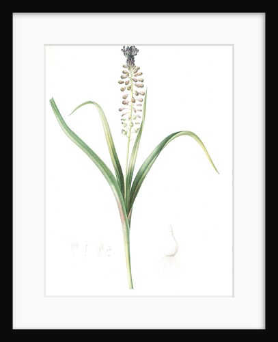 Muscari comosum, Muscari a toupet, Tassel grapehyacinth; Tassel hyacinth by Pierre Joseph Redouté