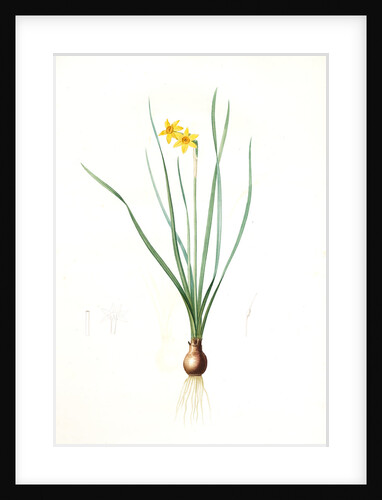 Narcissus radiatus, Narcissus Tazetta; Narcisse radiê by Pierre Joseph Redouté