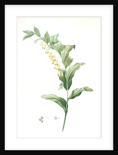 Polygonatum multiflorum, Polygonatum multiflore; Eurasian Solomon's Seal by Pierre Joseph Redouté