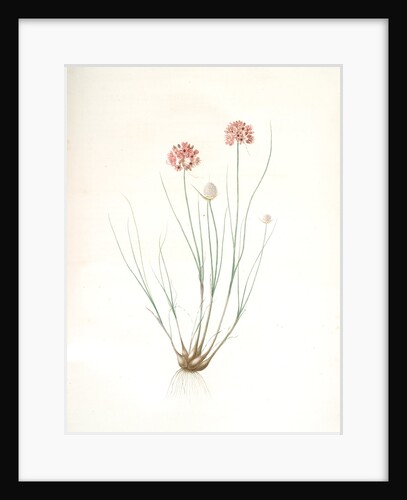 Allium globosum, Ail globuleux by Pierre Joseph Redouté