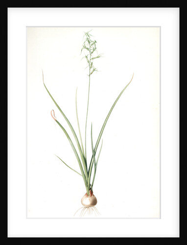 Hyacinthus viridis, Dipcadi sp; Jacinthe verde by Pierre Joseph Redouté