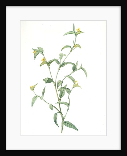 Commelina africana, Comméline d'Afrique, African dayflower by Pierre Joseph Redouté