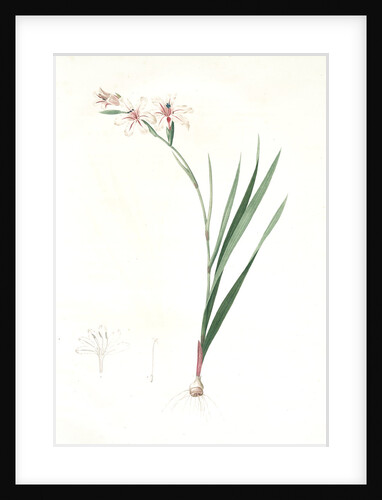 Gladiolus undulatus, Glaïeul à fleurs de Watsonie, Waved-flowered Gladiolus, Waved-flowered Corn-flag by Pierre Joseph Redouté