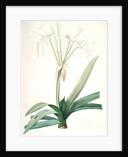 Pancratium littorale, Hymenocallis littoralis; Pancrace en rivage by Pierre Joseph Redouté
