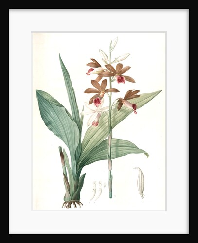 Limodorum tankerwillae, Phaius grandifolius; Limodore de Tankerwill, Swamp Lily; Nun Orchid; Swamp Orchid by Pierre Joseph Redouté
