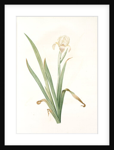 Iris virescens, Iris verdâtre by Pierre Joseph Redouté