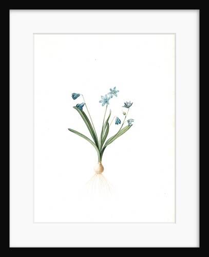 Scilla amoena, Scilla sibirica; Scille agréable; Siberian squill by Pierre Joseph Redouté