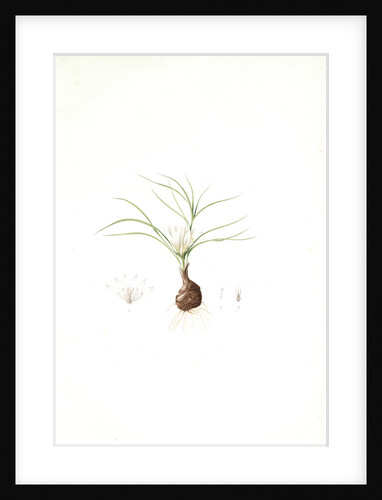 Melanthium gramineum, Melanthium à feuilles de gramen, Grass-leaved Bunchflower by Pierre Joseph Redouté