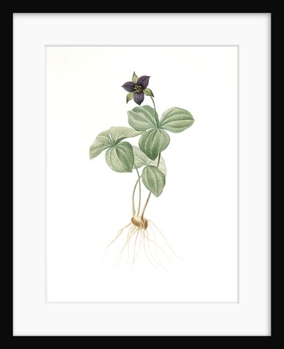 Trillium rhomboideum, Trillium erectum; Trillium rhomboidal, Upright Trillium by Pierre Joseph Redouté