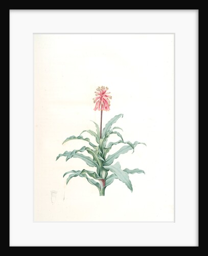Veltheimia glauca, Veltheimie glauque by Pierre Joseph Redouté