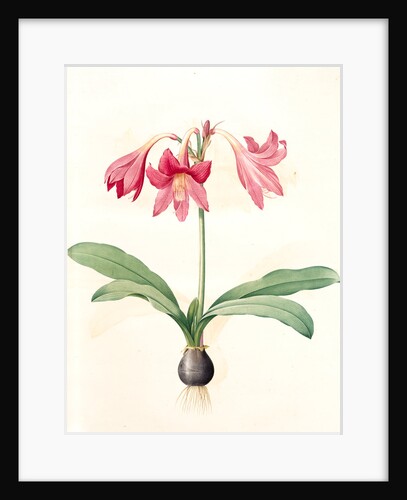 Amaryllis reticulata, Hippeastrum reticulatum; Amaryllis en réseau by Pierre Joseph Redouté