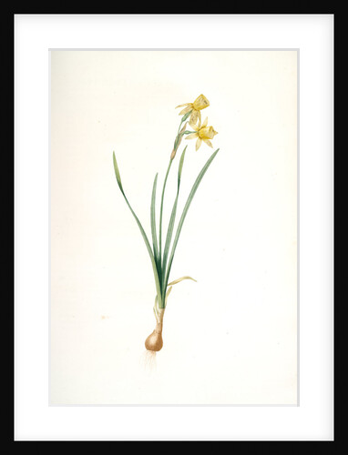 Narcissus calathinus, Narcissus triandrus; Narcisse à grande coupe, angel's tears; daffodil by Pierre Joseph Redouté
