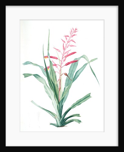 Pitcairnia bromeliaefolia, Pitcairnia faux-ananas, Scarlet colored pitcairnia by Pierre Joseph Redouté