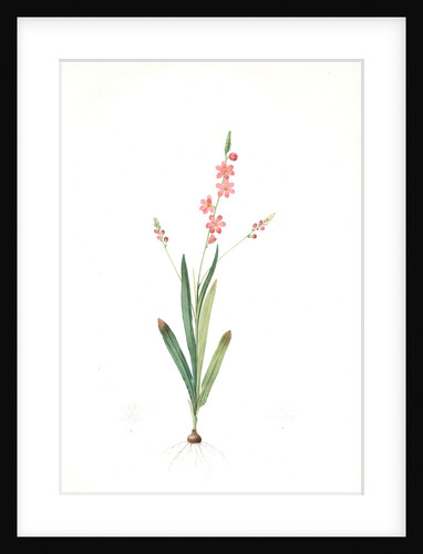 Ixia scillaris, Ixia à fleurs de scille, Squill-flowered Ixia by Pierre Joseph Redouté