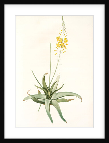 Anthericum alooides, Bulbine alooides; Anthéric à feuilles td'aloès by Pierre Joseph Redouté