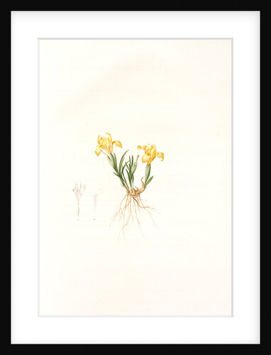 Iris arenaria, Iris flavissima; Iris des sables, Sandy Iris by Pierre Joseph Redouté