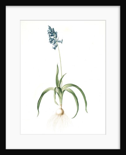 Scilla non scripta, Scille penchée; English bluebell by Pierre Joseph Redouté