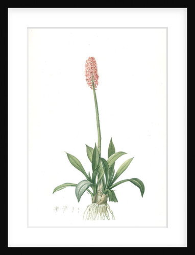 Helonias bullata, Helonias rose; Swamp Pink, Spear-leaved Helonias by Pierre Joseph Redouté