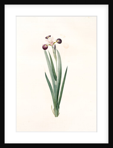 Iris versicolor, Iris à coleurs changeantes, Blue Flag; Flag Lily; Liver Lily; Snake Lily; Dragon Flower by Pierre Joseph Redouté