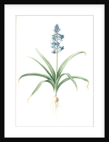 Scilla patula, Scilla hispanica; Scille étalée; Spanish Jacinth by Pierre Joseph Redouté