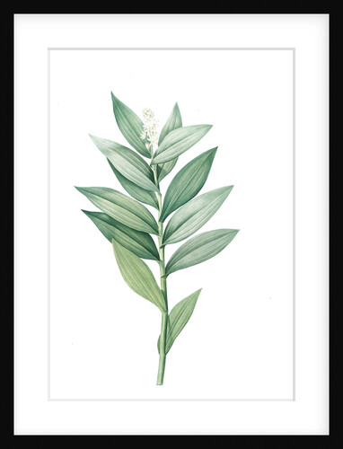 Smilacina stellata, Smilacine ètoilèe Star-flowered Solomon's Seal; Lily of the Valley; Solomon's Feathers, Solomon's Plume by Pierre Joseph Redouté