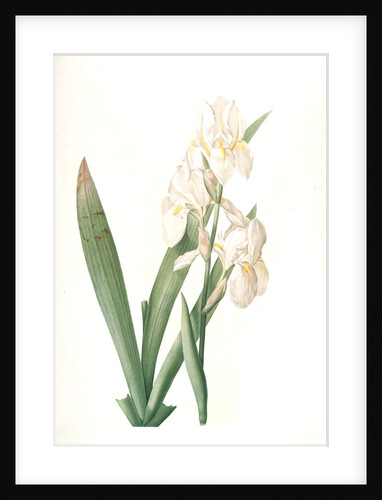 Iris germanica var. floretina, Iris florentina; Iris de Florence, Orris Root White; Flower De Luce; GermanIris by Pierre Joseph Redouté