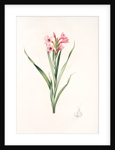 Gladiolus laccatus, Glaïeul coloeur de laque by Pierre Joseph Redouté