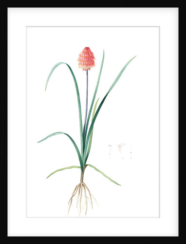 Veltheimia abyssinica, Kniphofia abyssinica; Velthéimia d'Abyssinie, Abyssinian Torch Lily by Pierre Joseph Redouté