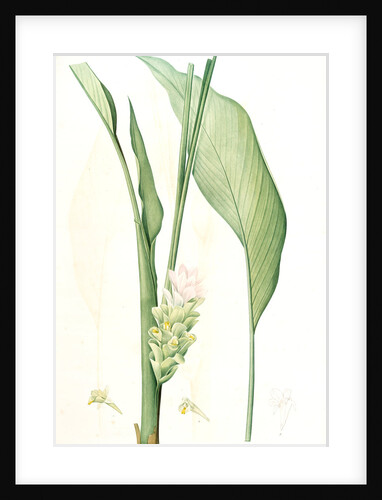 Curcuma longa, Curcuma long, Turmeric by Pierre Joseph Redouté